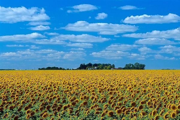 Canada-Manitoba-Altona Farm field with crop of sunflowers